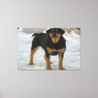 Rottweiler-Leinwanddruck