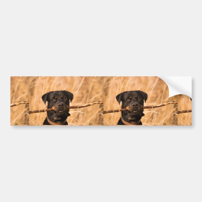 Rottweiler mit Stick Autoaufkleber (Vorne)