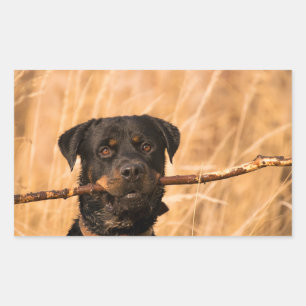 Rottweiler mit Stick Rechteckiger Aufkleber