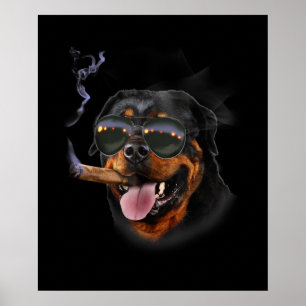 Rottweiler mit Zigarrentrage Aviator-Sunglass Poster