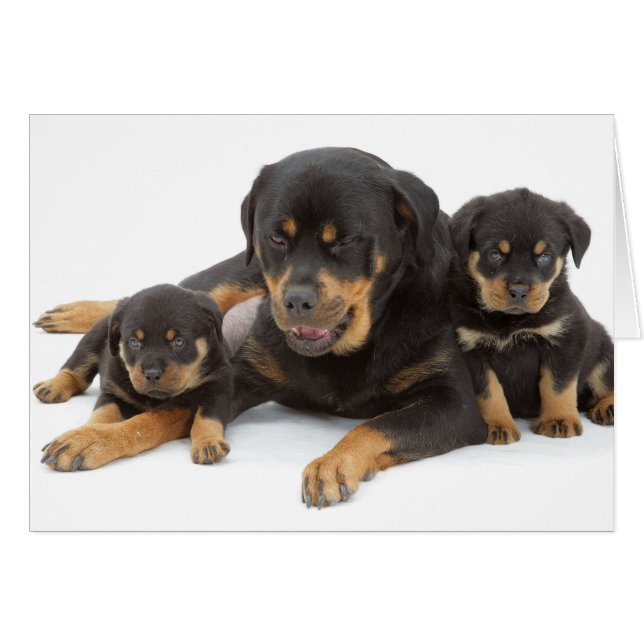 Rottweiler mit zwei Welpen (Vorderseite (Horizontal))