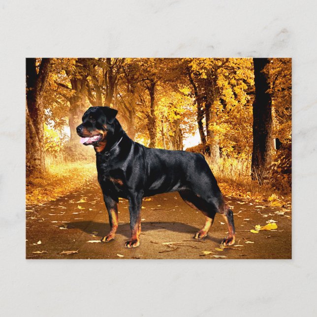 Rottweiler Postkarte (Vorderseite)