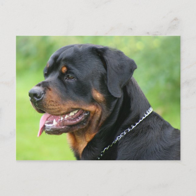 Rottweiler Postkarte (Vorderseite)