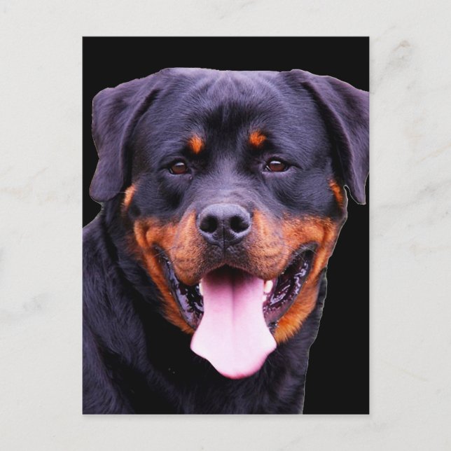 "Rottweiler" Postkarte (Vorderseite)