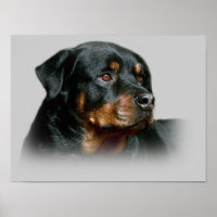 Rottweiler Print