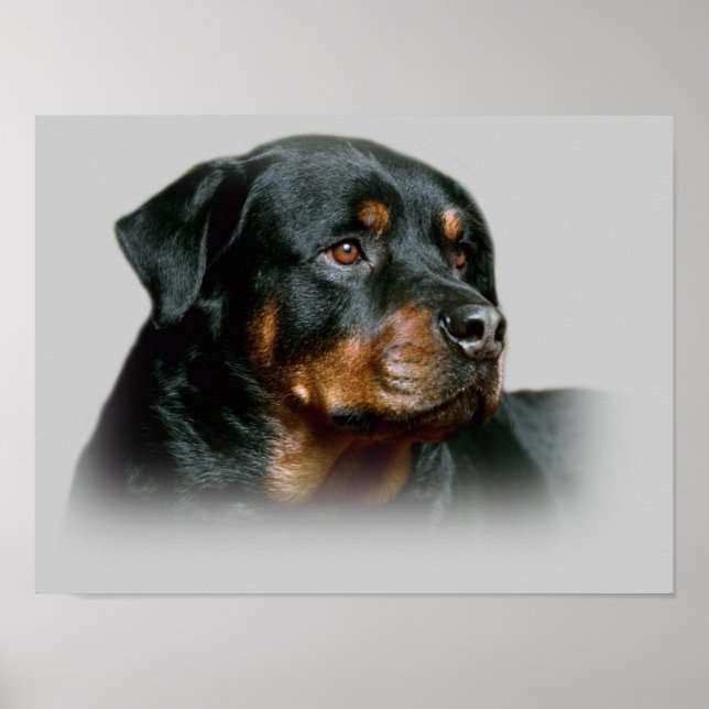 Rottweiler Print Poster (Vorne)