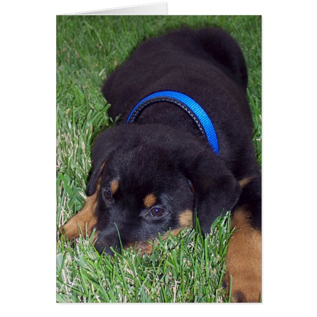 rottweiler pup. (Devant)