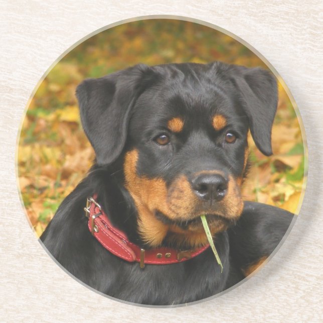 Rottweiler Pup auf dem Boden im Wald Sandstein Untersetzer (Vorne)