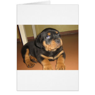 Rottweiler_puppy