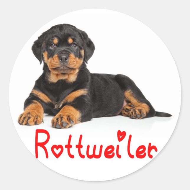 Rottweiler Puppy Brown & Black Dog Red Liebe Runder Aufkleber (Vorderseite)