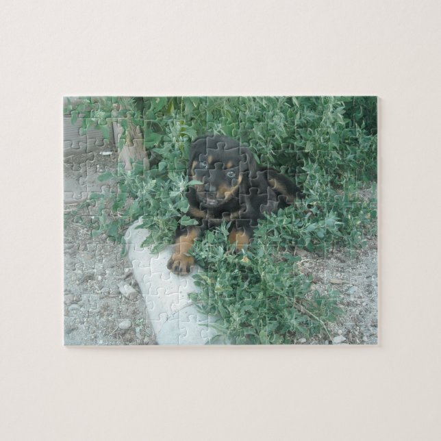 Rottweiler Puppy Foto (Horizontal)