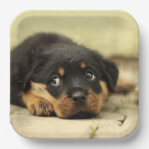 Rottweiler Puppy