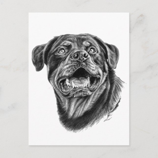 Rottweiler Sketch Postkarte (Vorderseite)