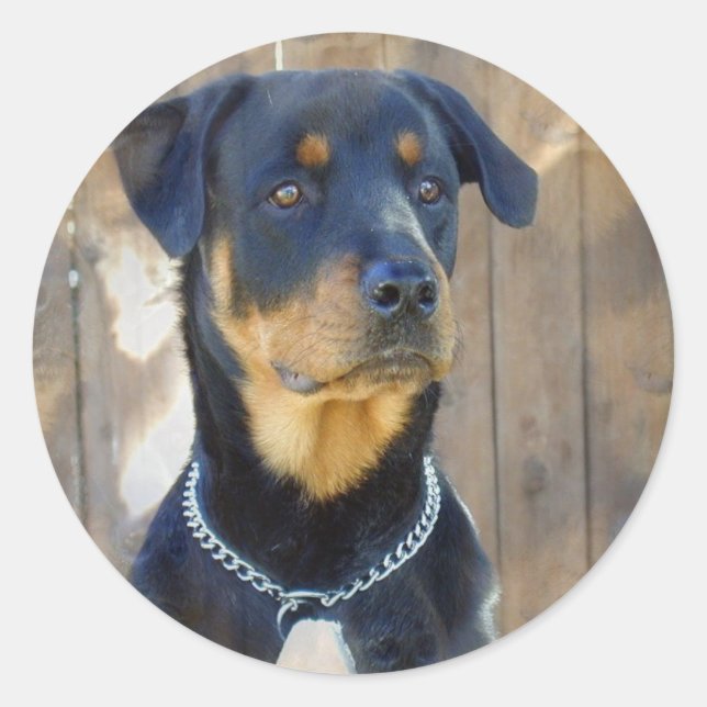 Rottweiler Stickers (Vorderseite)