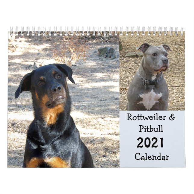 Rottweiler und Pitbuler Kalender (Titelbild)