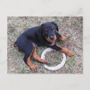 Rottweiler Welpe "Innocent" Postkarte