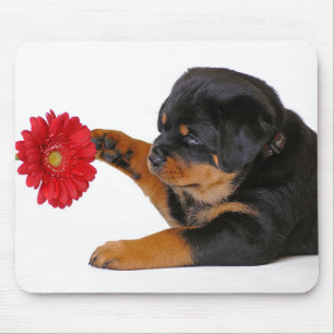 Rottweiler-Welpe mit Gerbera-Mäuseunterlage Mousepad