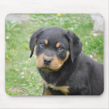 Rottweiler Welpe