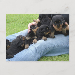 Rottweiler_Welpen_at_3_wochen_old Postkarte
