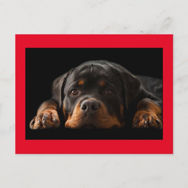 Rottweiler Welpen Hund Grußkarte - Leere Postkarte (Vorderseite)