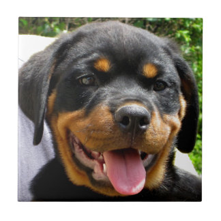 Rottweiler Welpengesicht Hund Niedlich Fliese