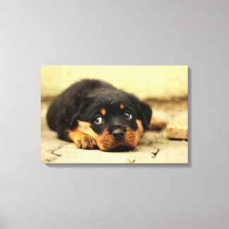 Rottweiler Welpenhund, der das Leben liebt Leinwanddruck