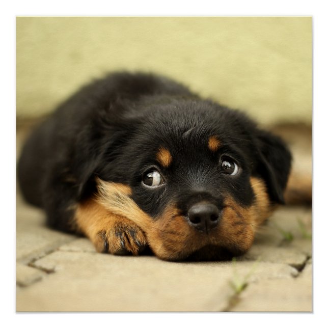 Rottweiler Welpenhund, der das Leben liebt Poster (Vorderseite)