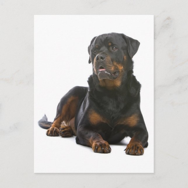 Rottweiler Welpenhund Leere Postkarte (Vorderseite)