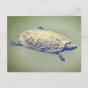 Rotwangen-Schmuckschildkröte  Feiertagspostkarte
