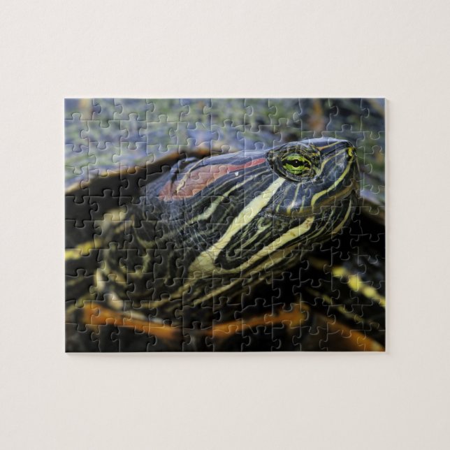 Rotwangen-Schmuckschildkröte, Trachemys scripta el (Horizontal)