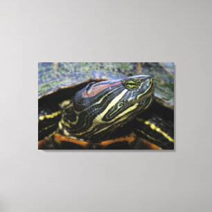 Rotwangen-Schmuckschildkröte, Trachemys scripta el Leinwanddruck