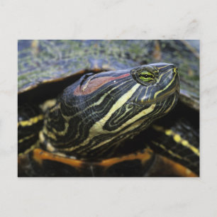 Rotwangen-Schmuckschildkröte, Trachemys scripta el Postkarte
