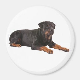 ROTWEILER CHIEN FRIDGE MAGNET