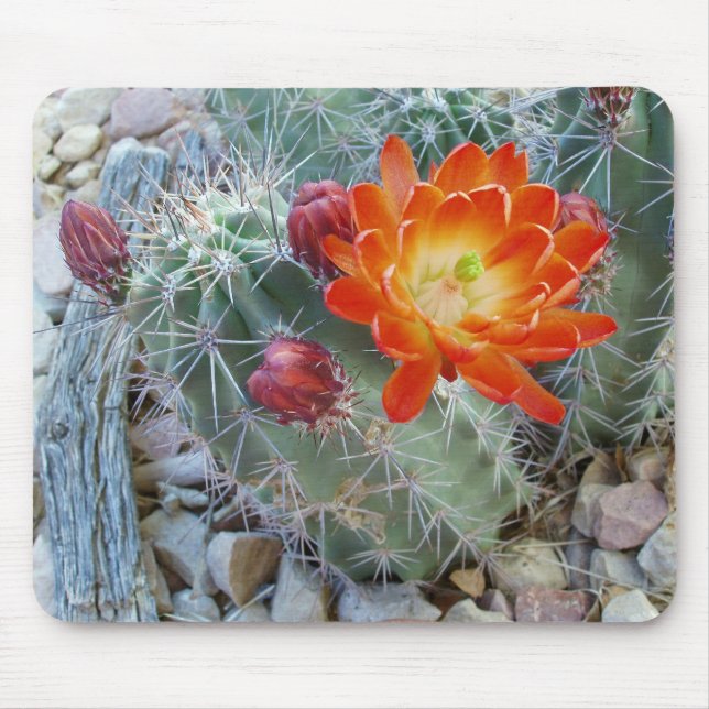 Rotwein-Schalen-Kaktus-Blume Mousepad (Vorne)