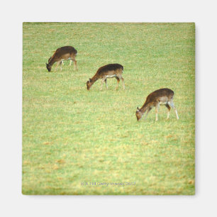 Rotwild 2 magnet