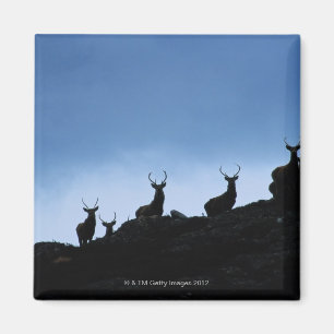ROTWILD (CERVUS ELAPHUS) SILHOUETTIERT GEGEN MAGNET