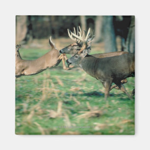 Rotwild, die in Wald laufen Magnet
