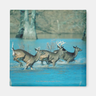 Rotwild, die in Wasser laufen Magnet