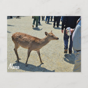 Rotwild in Nara-Postkarte Postkarte