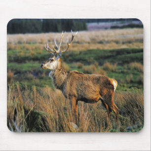 Rotwild Mousepad