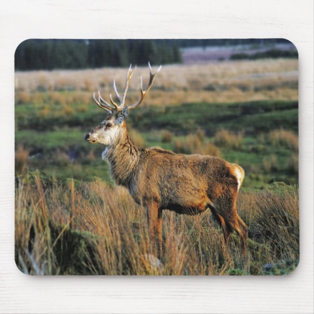 Rotwild Mousepad (Vorne)
