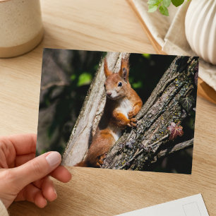 Rotwildfotografie Eichhörnchen Postkarte