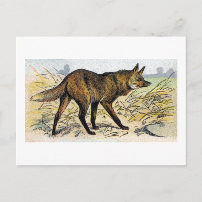 Rotwolf Postkarte (Vorderseite)