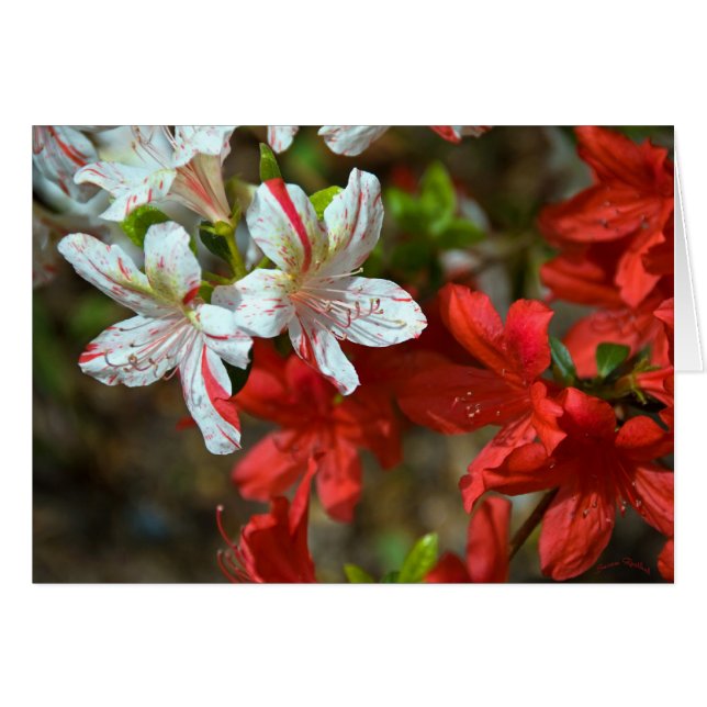 Rouge, blanc et beau (Devant horizontal)