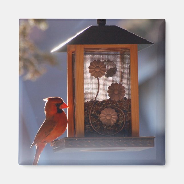 Rouge Cardinal Magnet (Devant)