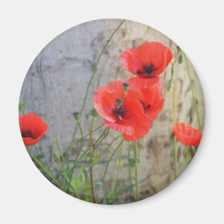 Rouge Corn Poppies Magnet