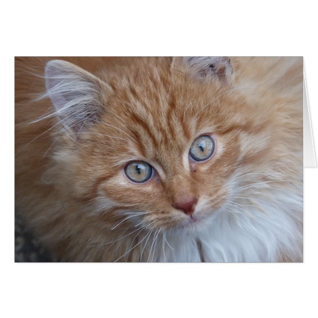Rouge et blanc, Long-Haired, Tabby Cat Face (Devant horizontal)