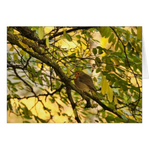 Rouge-gorge familier