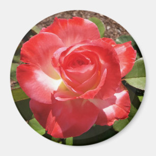 Rouge Rose Photo Circle Magnet