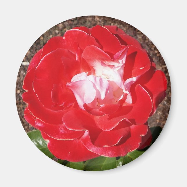 Rouge Rose photo Magnet rond (Devant)